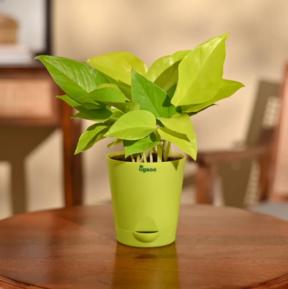 Money Plant Golden