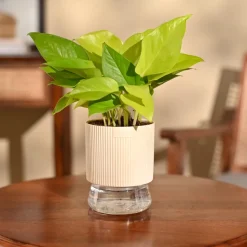 Money Plant Golden