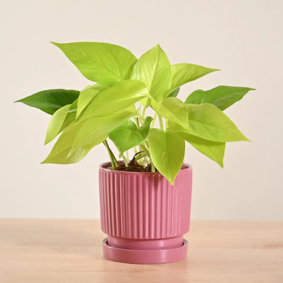 Money Plant Golden
