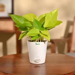 Money Plant Golden