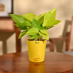 Money Plant Golden