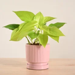 Money Plant Golden