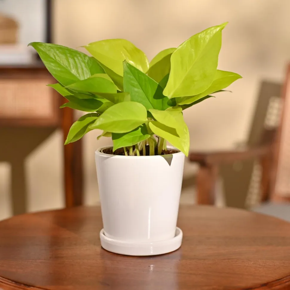 Money Plant Golden