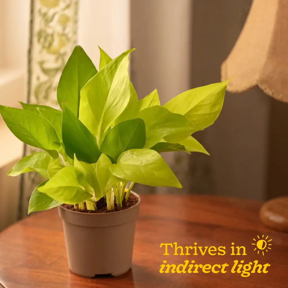 Money Plant Golden