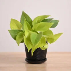 Money Plant Golden