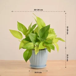 Money Plant Golden