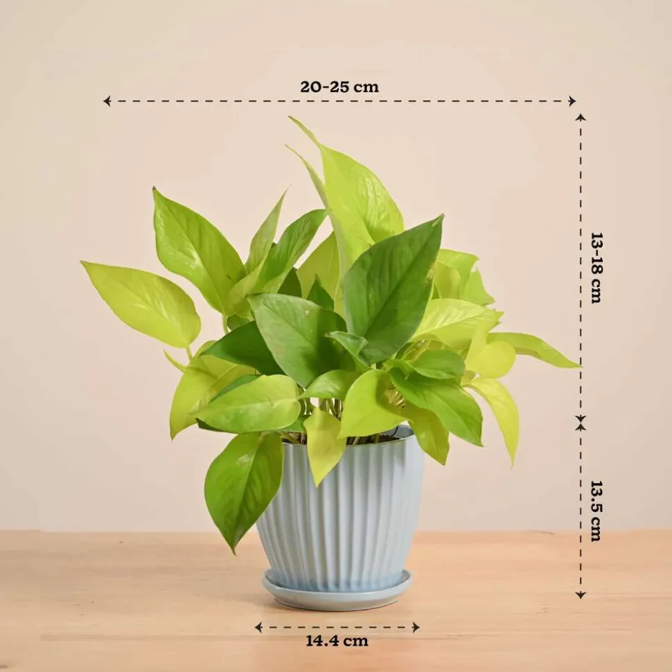 Money Plant Golden