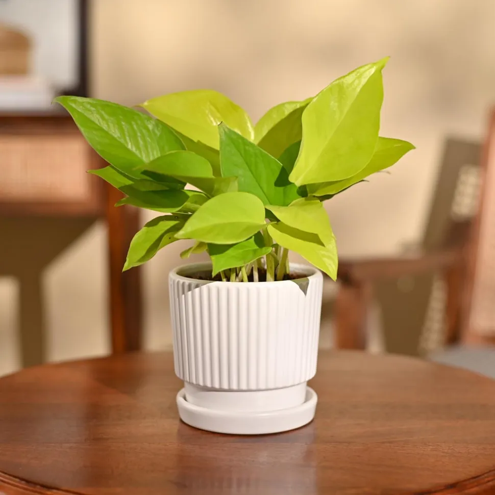 Money Plant Golden