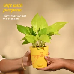 Money Plant Golden