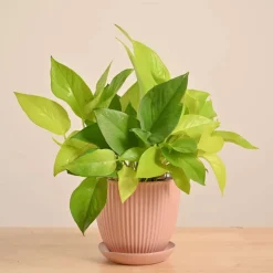 Money Plant Golden