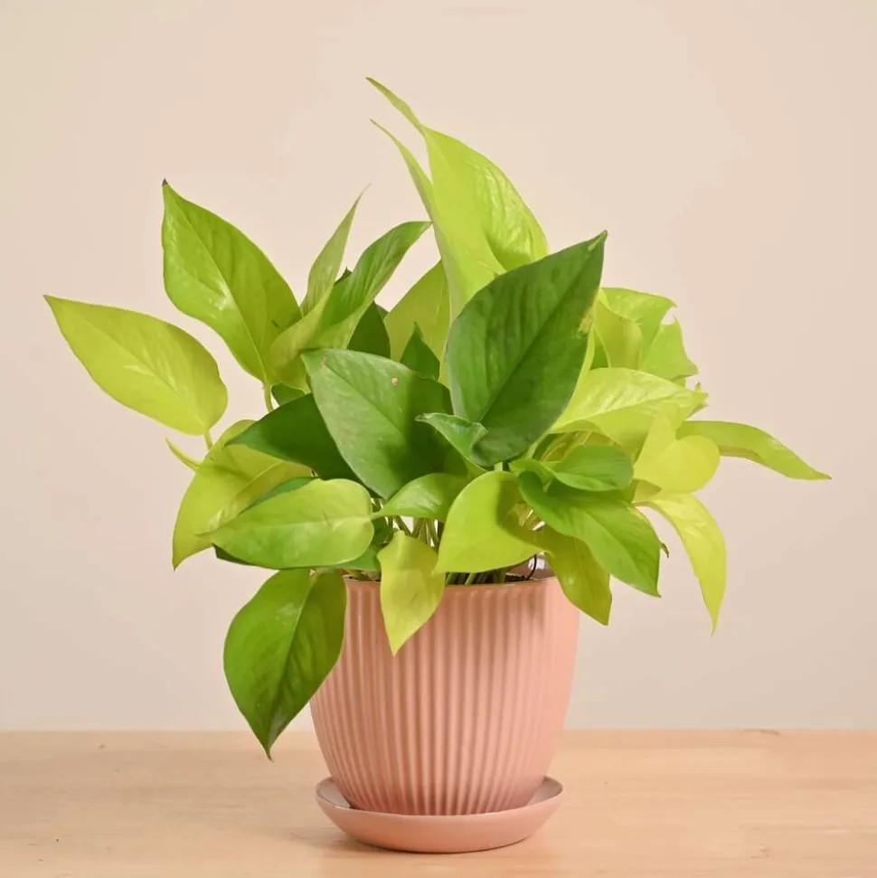 Money Plant Golden