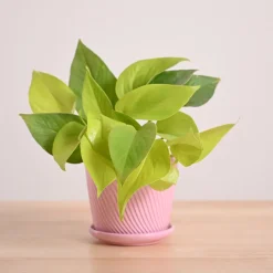 Money Plant Golden