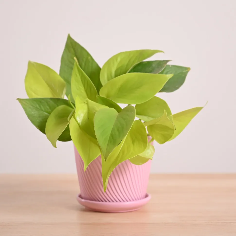 Money Plant Golden