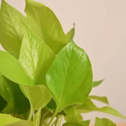 Money Plant Golden