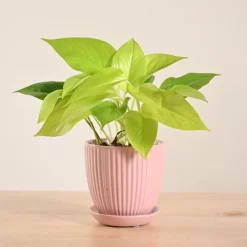 Money Plant Golden
