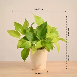 Money Plant Golden