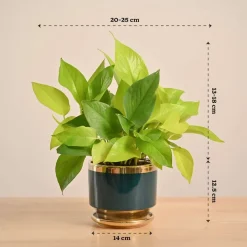 Money Plant Golden