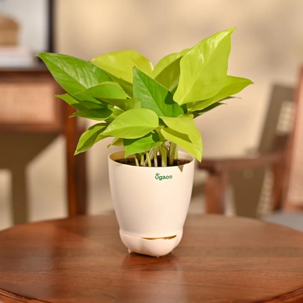 Money Plant Golden