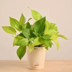 Money Plant Golden
