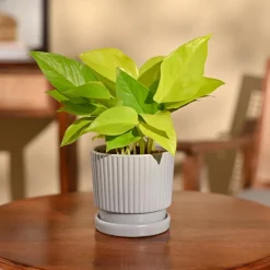 Money Plant Golden