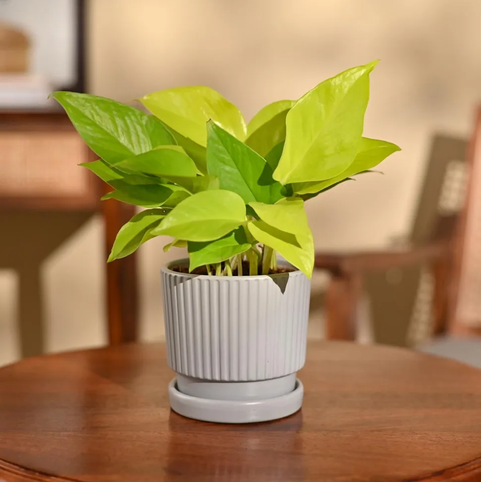 Money Plant Golden