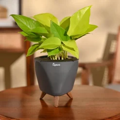 Money Plant Golden