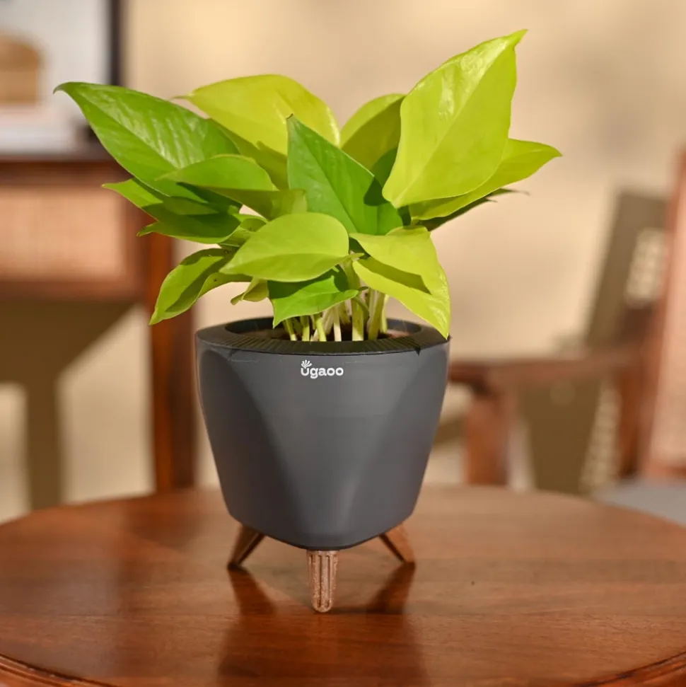Money Plant Golden