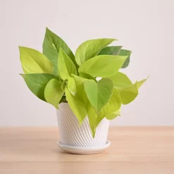 Money Plant Golden
