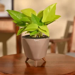 Money Plant Golden