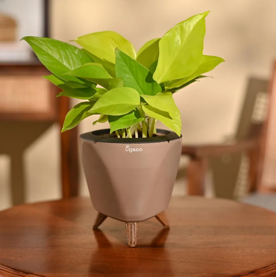 Money Plant Golden