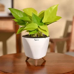 Money Plant Golden