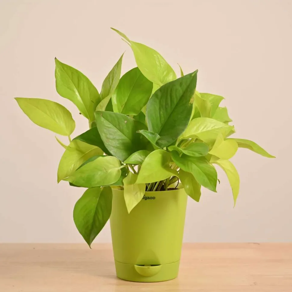 Money Plant Golden