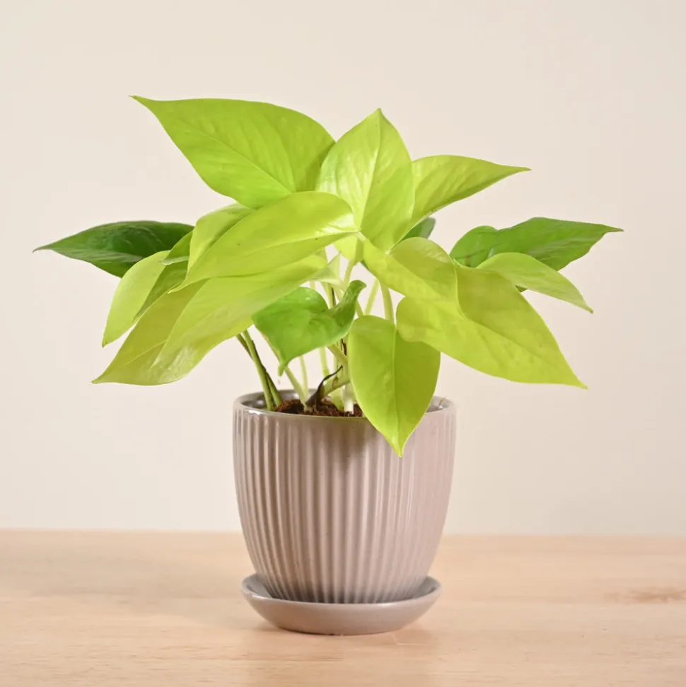 Money Plant Golden