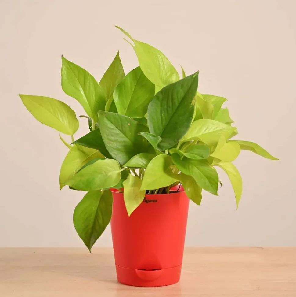 Money Plant Golden