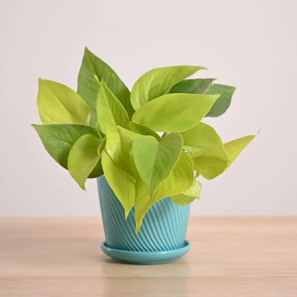 Money Plant Golden