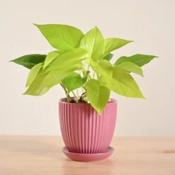 Money Plant Golden