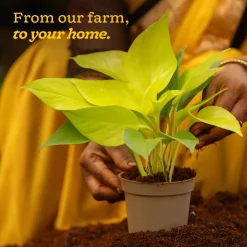 Money Plant Golden