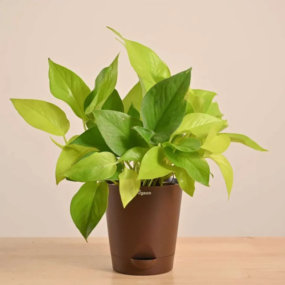 Money Plant Golden