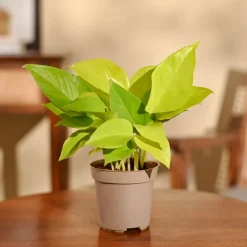Money Plant Golden