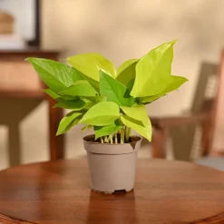 Money Plant Golden