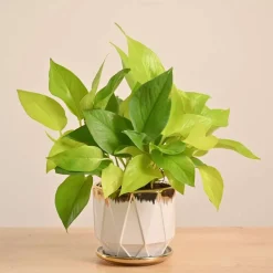 Money Plant Golden