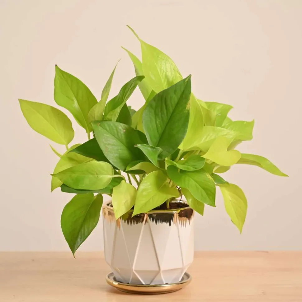Money Plant Golden
