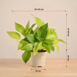 Money Plant Golden