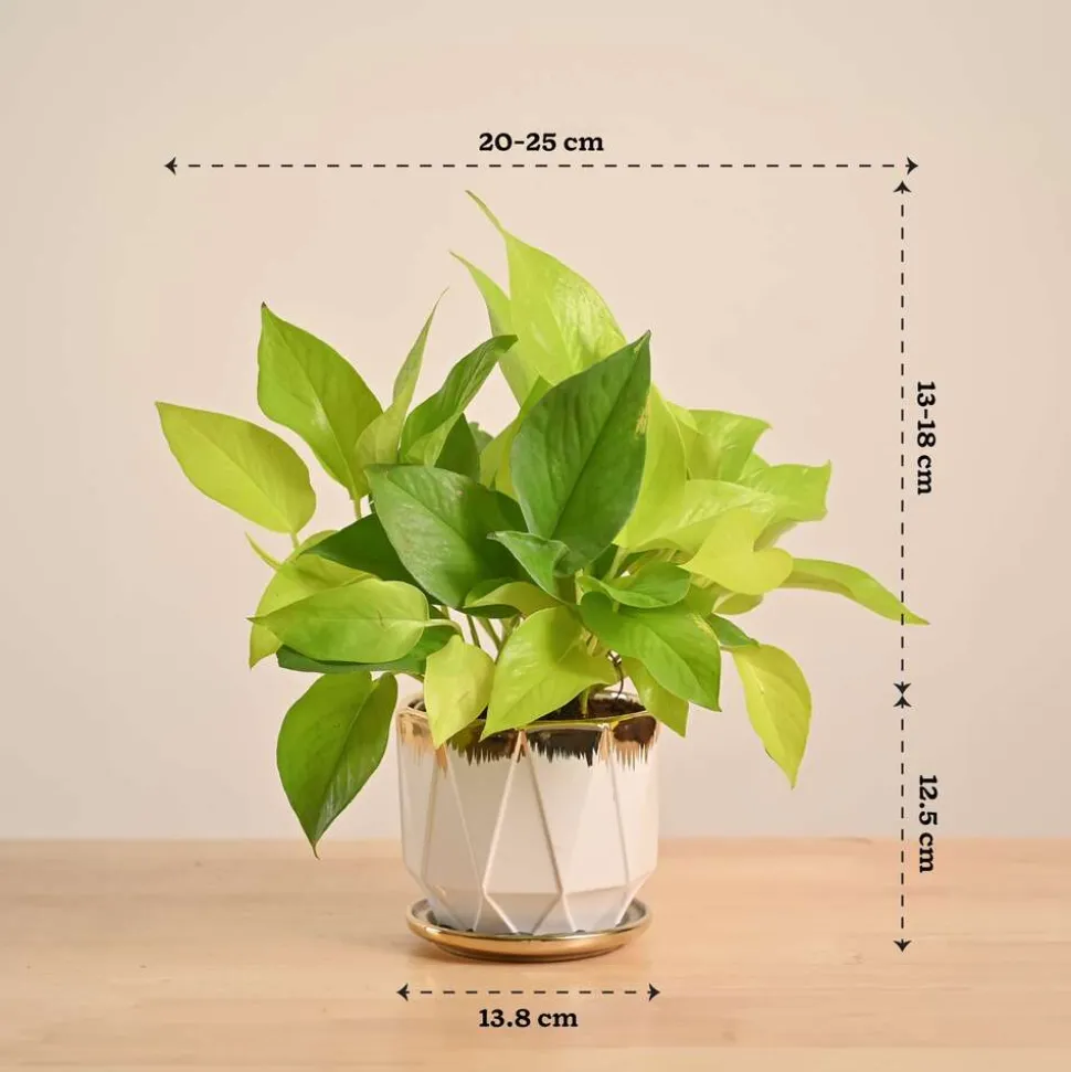 Money Plant Golden