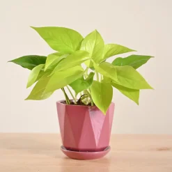 Money Plant Golden