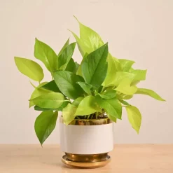 Money Plant Golden
