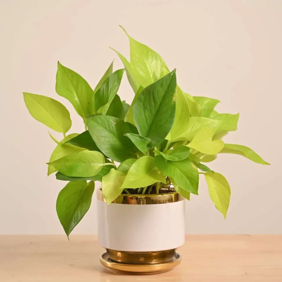 Money Plant Golden