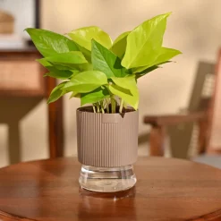 Money Plant Golden