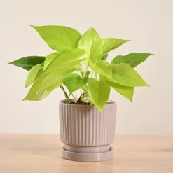 Money Plant Golden