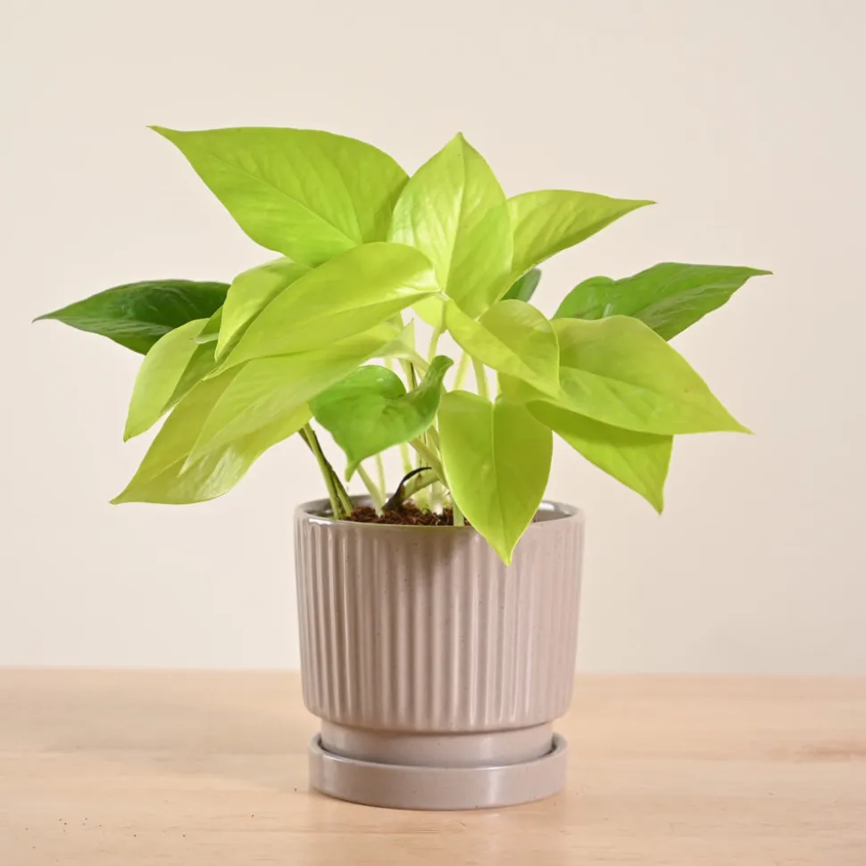 Money Plant Golden